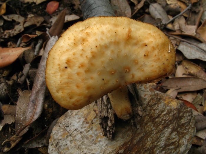Polyporus...
